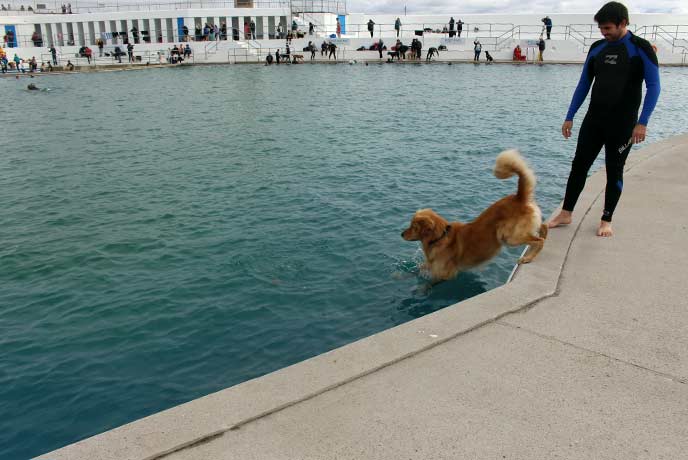 Jumping in with Monty the dog!