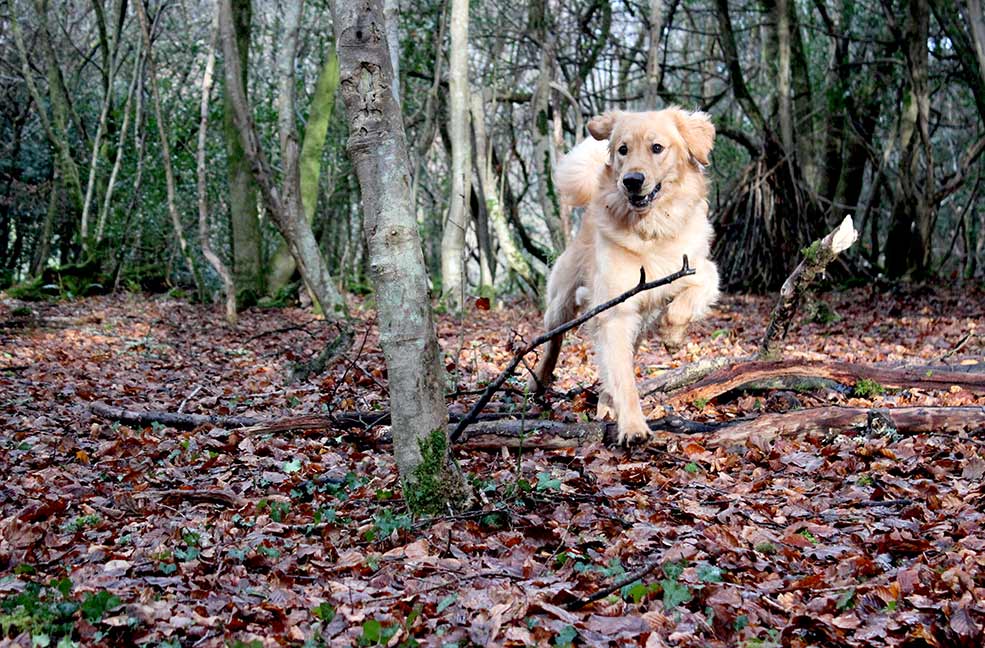 Monty's dog walk in Ethy Woods