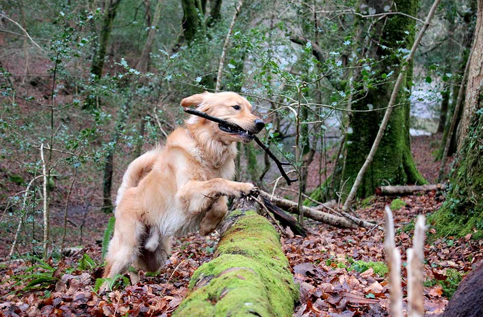 Monty's dog walk in Ethy Woods