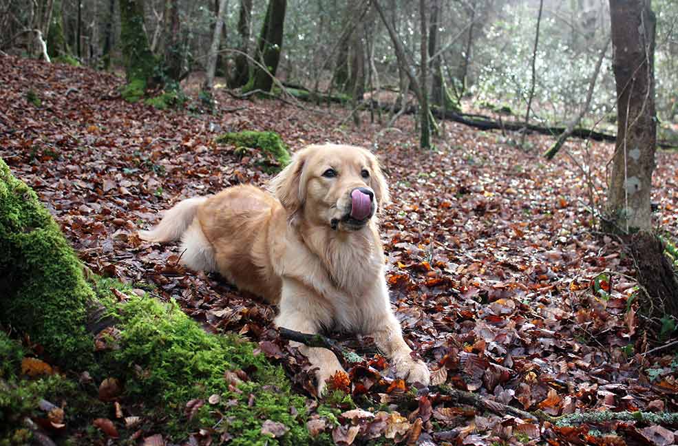 Monty's dog walk in Ethy Woods