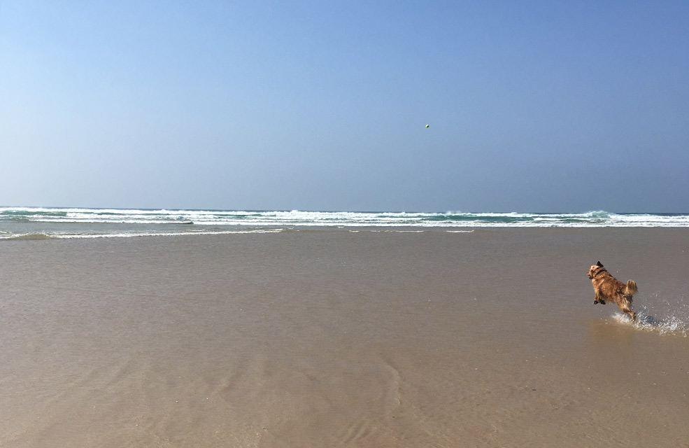 Monty the golden retriever bounding through the waves at Mawgan Porth in Cornwall.