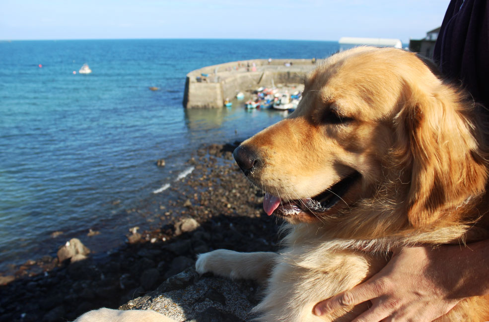 Monty looking out to sea