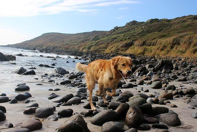 Take your pet pooch to the beach for fresh air and frolics in the sea.