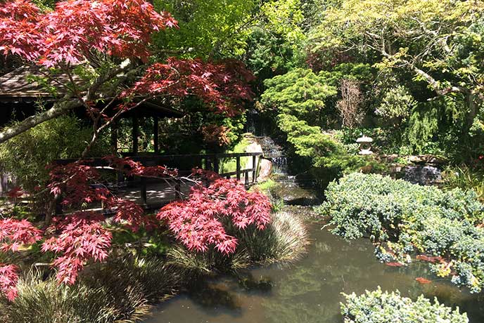 Explore the Japanese Garden near Newquay for a spring day out to remember.