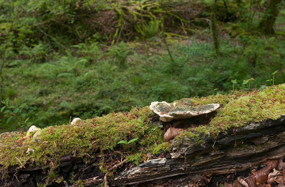 A natural bench