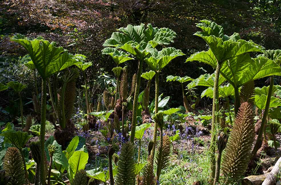 Dr Suess-esque Gunnera