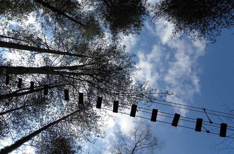 Moors Valley woodland walk