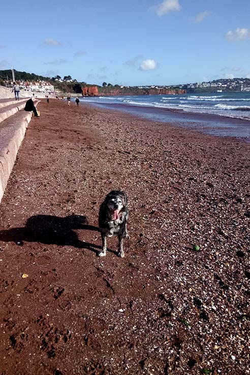 Bailey on Preston beach