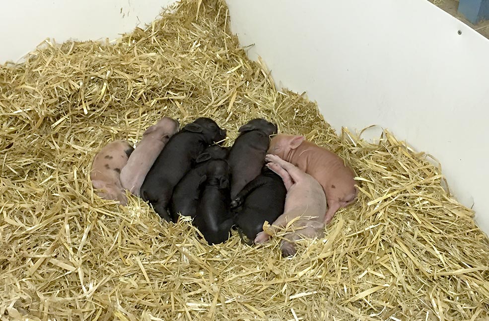 Little piggies at Pennywell Farm