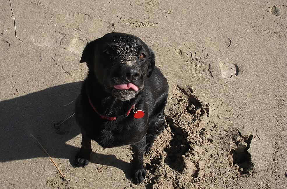 Dog on a Dorset beach