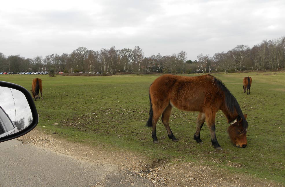 New Forest ponies