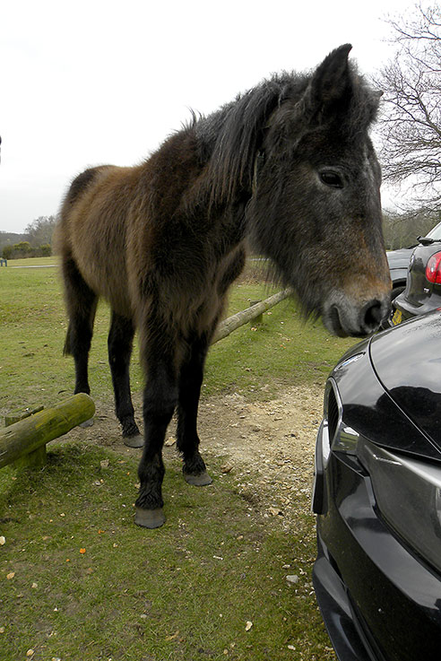 Nosy New Forest pony