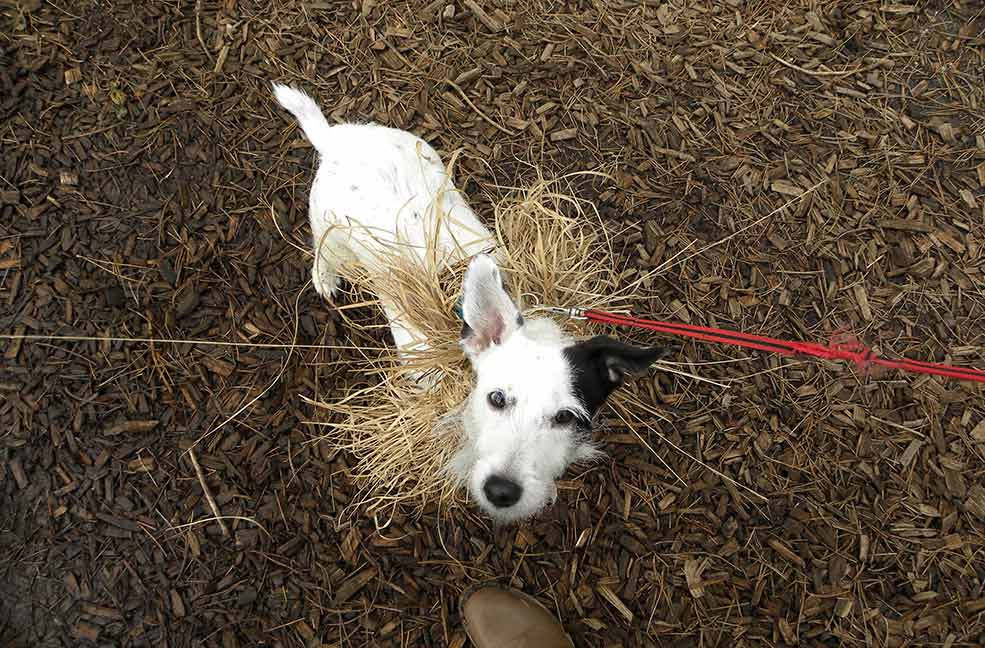 Dog friendly park in Dorset