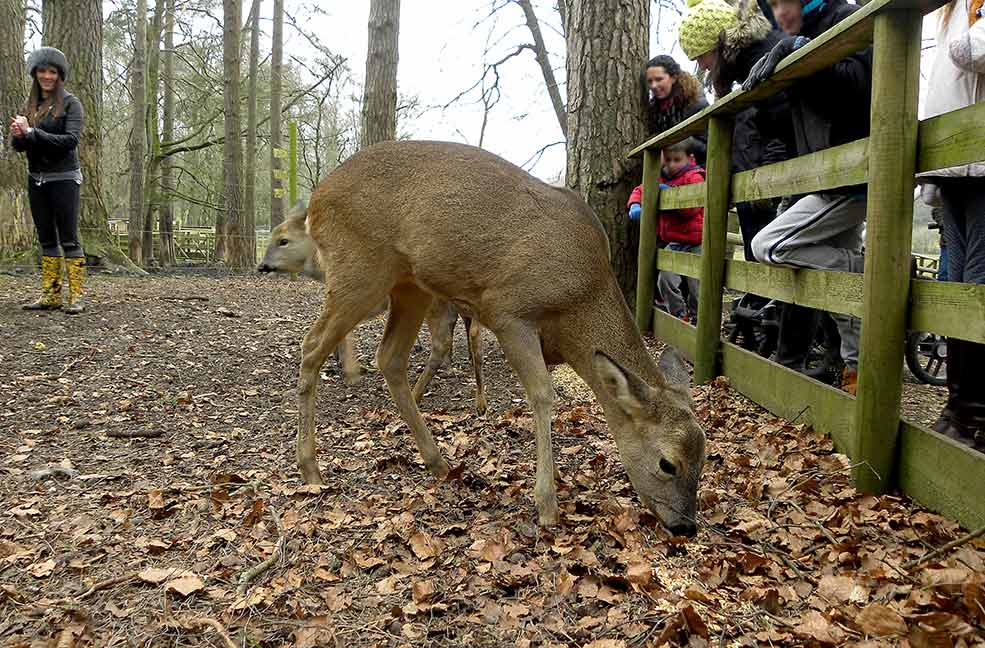 New Forest Deer