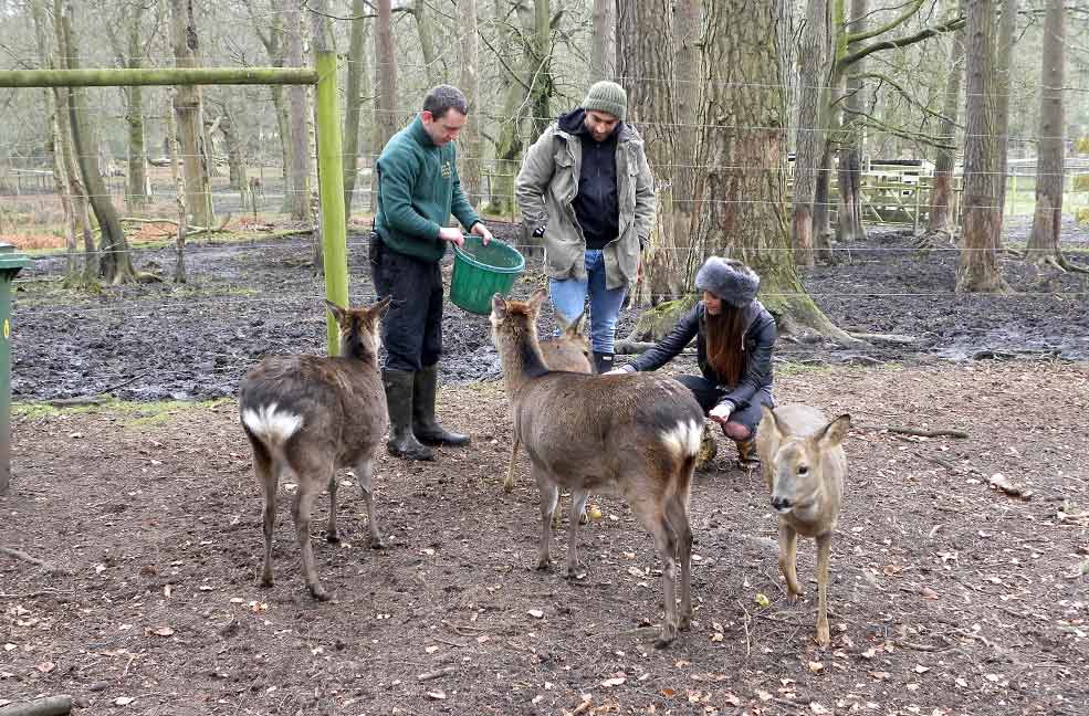 Feeding the deer