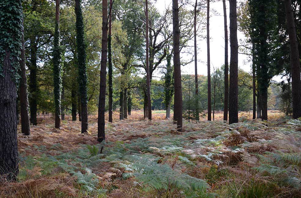New Forest woodland