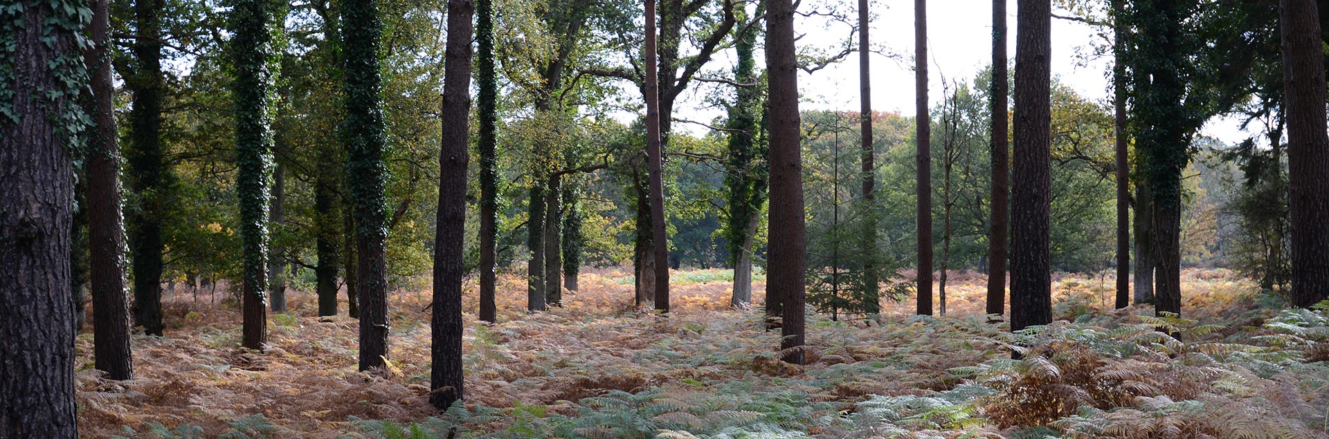 Things to do in The New Forest