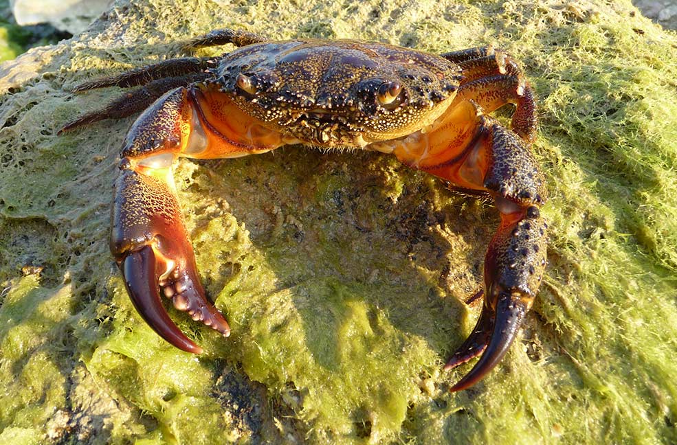 Crabbing competition in Totton