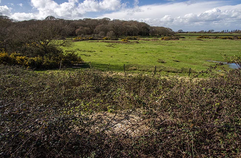 Hayling Island grassland