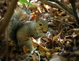 New Forest squirrel spotting