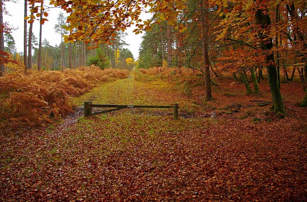 New Forest walking festival