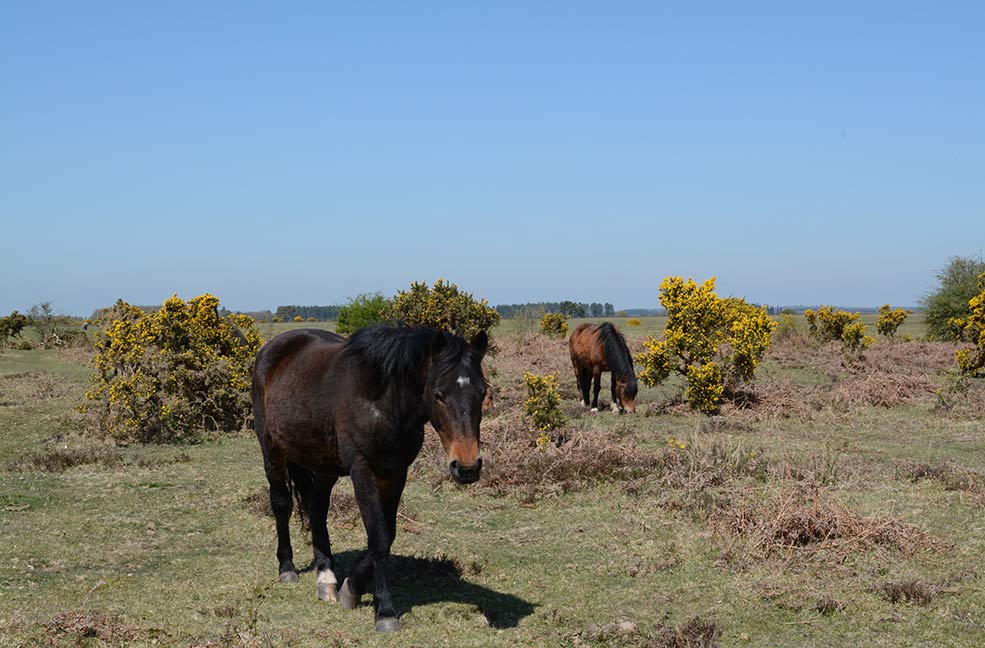 New Forest Ponies