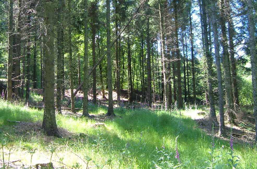 Blackdown Hill Ferne Animal Sanctuary