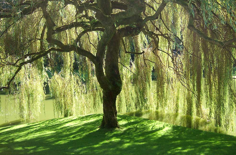 Willow Tree