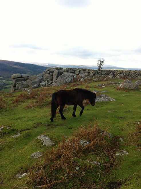 Dartmoor ponies roam and graze