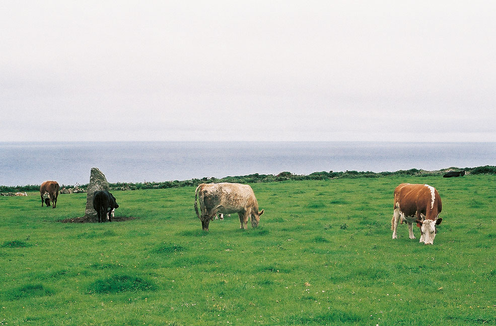 Ancient monuments, standings stones and cows