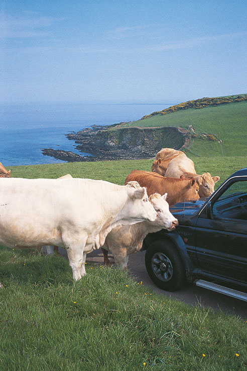 Friendly cows