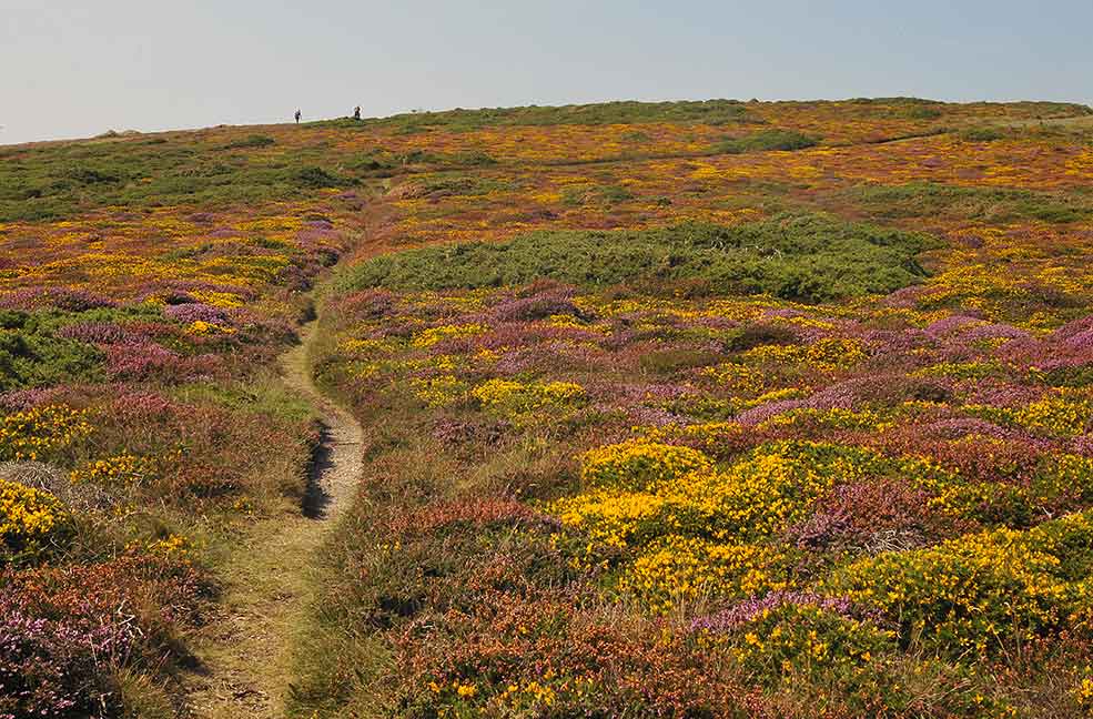 Penwith heather carpet