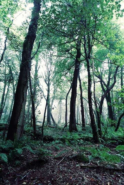 There's something so magical about the green forests in Devon.