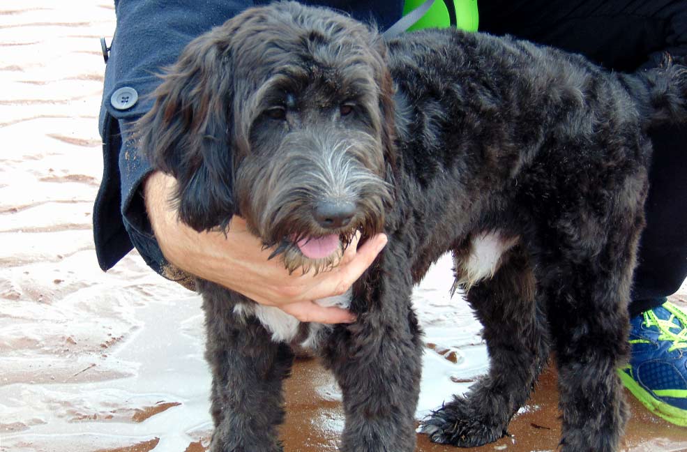 Monty the Cockapoo