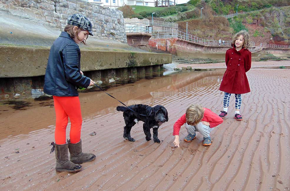 Dog walking on the beach