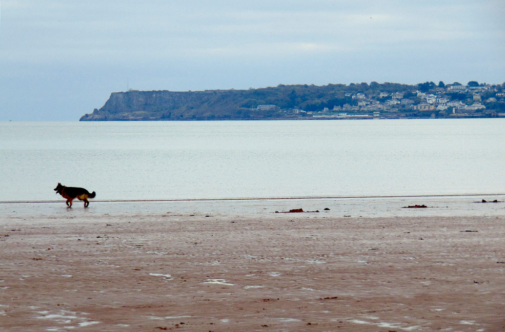 5 Dog friendly beaches in south Devon