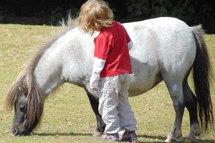 We love visiting the miniature ponies in Moretonhampstead with little ones.