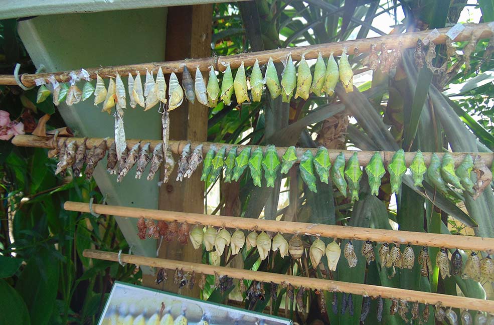 Buckfast butterfly chrysalis