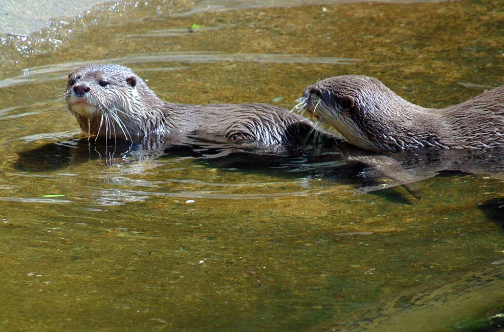 Buckfast Otters