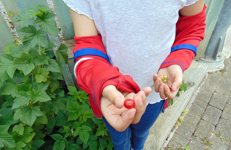 Redcurrants can make a great jelly spread and tastes even better when you pick them yourself.