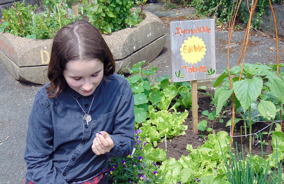 Forage through the raised beds in Totnes. Perfect for introducing children to foraging.