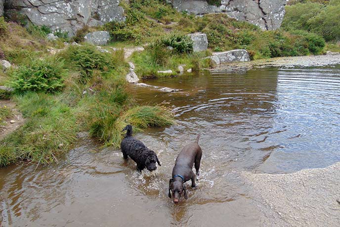 Dogs are welcome on this walk on Dartmoor.