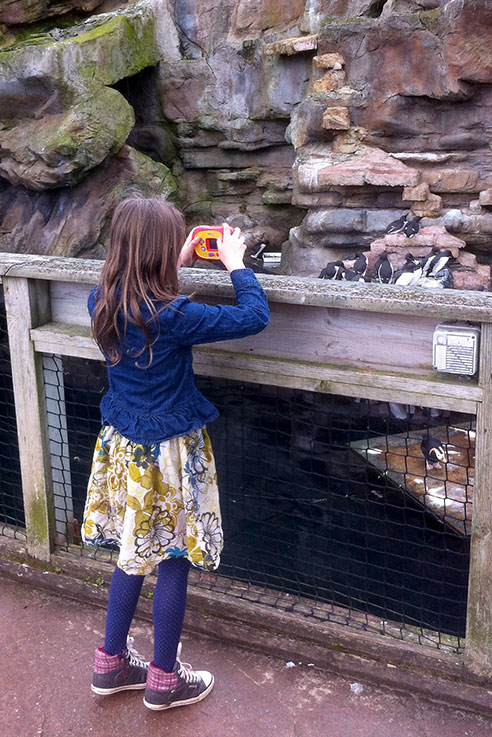 Penguins at Torquay zoo