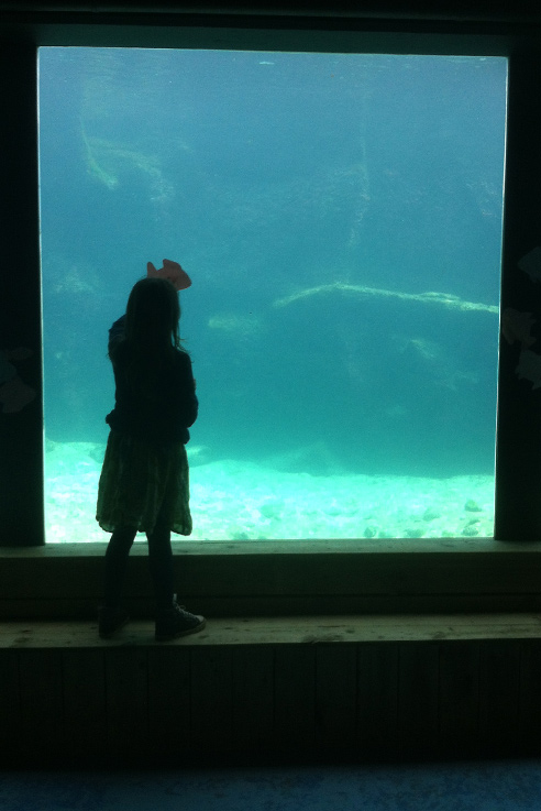 Living coasts underwater exhibit