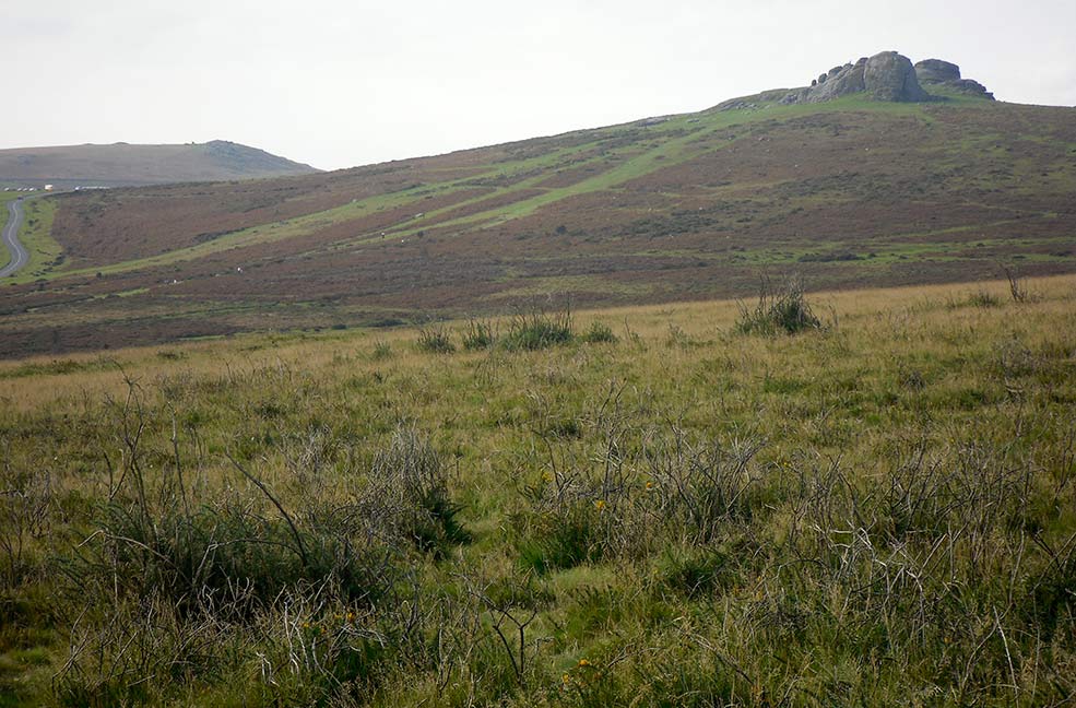 Newton Abbot Dartmoor tor