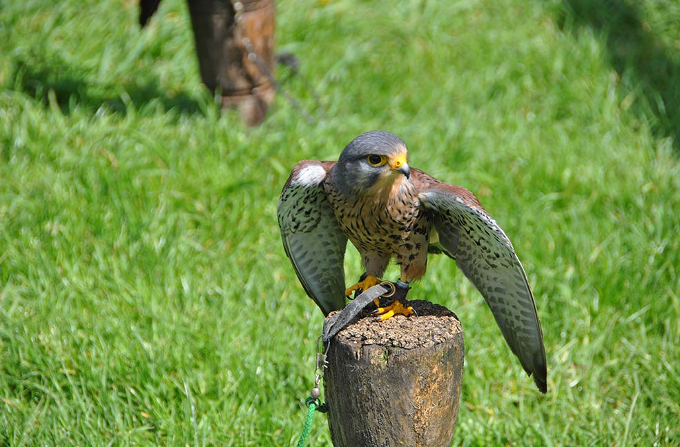 Mount Edgcumbe falconry