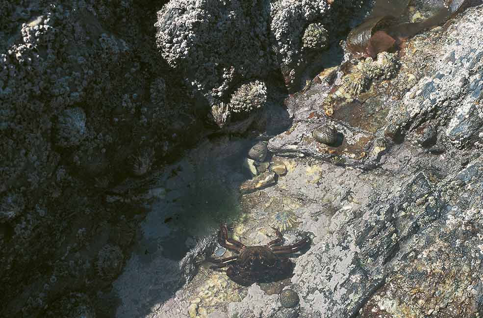 Rockpool by Annabel Elston