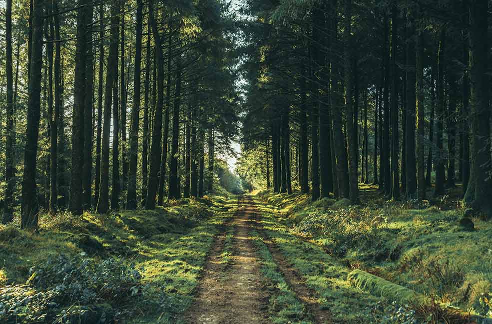 The forests stretching through this photo create depth making the viewer feel more present in the photograph.