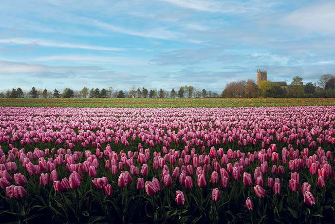 Fields of tulips at Belmont Nurseries in Norfolk, which features as a filming location in Wicked