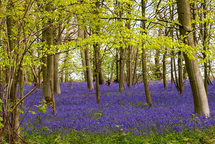 Looking through a bluebell wood in Norfolk carpeted in blue